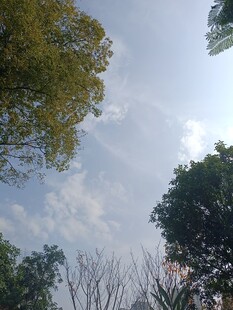 仰视天空下的繁茂树木