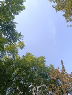 仰视绿树蓝天美景