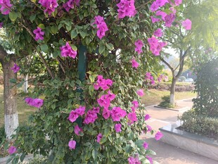 繁花簇拥的户外景致