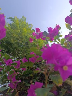 艳丽三角梅绽放于蓝天