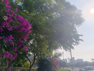 晨光中绽放的繁花绿树