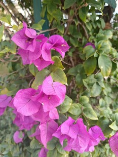 娇艳三角梅绽放枝头