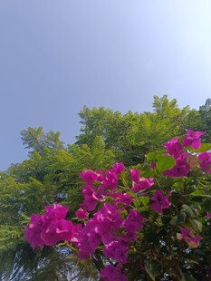 艳丽三角梅绽放于蓝天