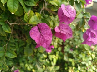 娇艳三角梅绽放绿叶间