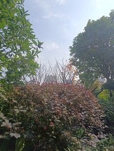 多彩灌木与葱郁树木景观