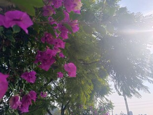 阳光下绽放的艳丽三角梅