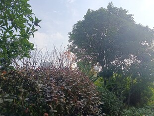 清晨林间绿植景观