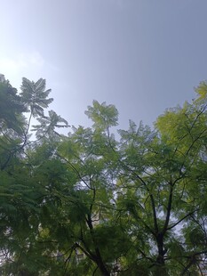 仰视绿树蓝天美景