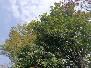 繁茂绿树与蓝天白云