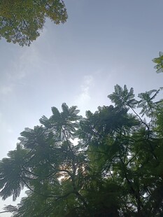 仰视葱郁树木与蓝天