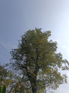 蓝天映衬下的茂盛绿树