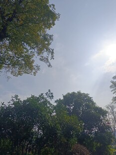 仰视茂密树林与天空