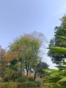 户外多彩树木景观