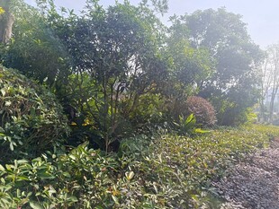 林间清晨绿意盎然的景象