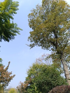 蓝天绿树的清新自然景象