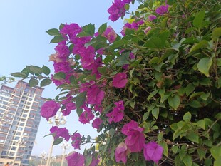 城市中绽放的艳丽紫花