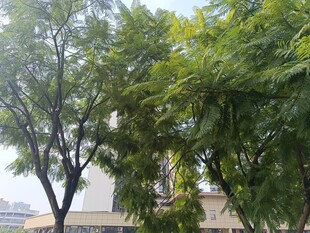 绿树成荫的户外景象