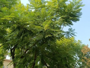 翠绿繁茂的树木枝叶