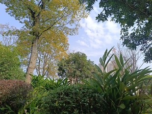 户外繁茂绿植景观