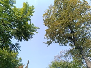 秋日林间树梢景致