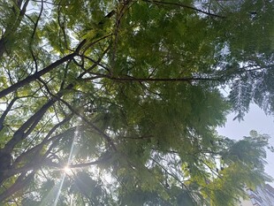 阳光透过枝叶洒下美景