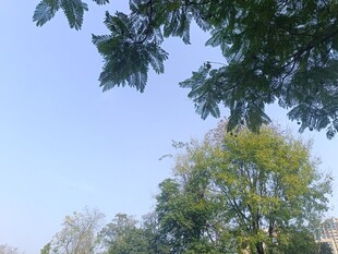 蓝天绿树风景图