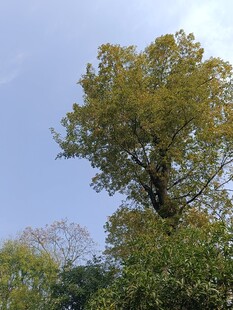 蓝天映衬下的繁茂大树