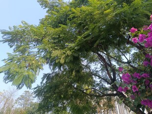 绿树繁花的自然景致