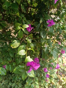 绿叶丛中的娇艳三角梅