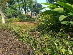 绿意盎然的户外自然场景