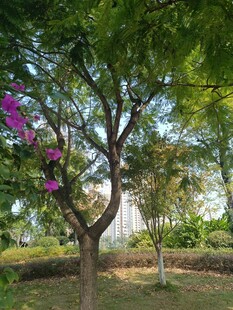 繁花绿树间的自然景致