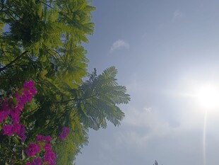 阳光下的绿树与艳丽花朵