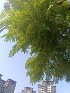 城市中繁茂的绿色树叶