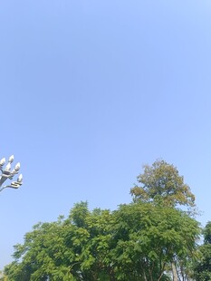 蓝天绿树风景图