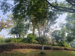 绿意盎然的户外园林景观