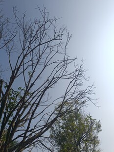 冬日枯树与蓝天景象