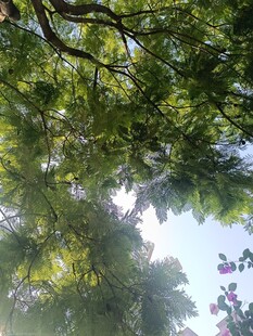 仰视繁茂树冠