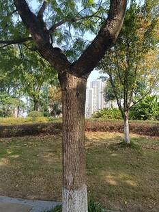 秋日公园中的树木景致