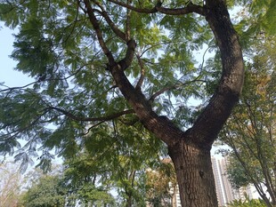 粗壮繁茂的大树