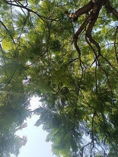 仰视葱郁树冠