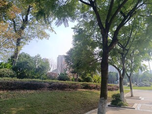 城市林荫小道风景