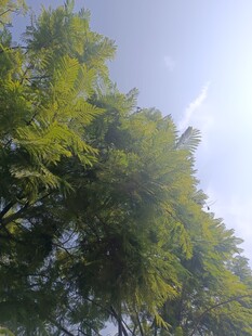 蓝天绿树间的清新景致