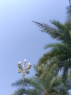 棕榈树顶的果实