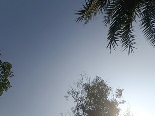 阳光下的树梢与蓝天