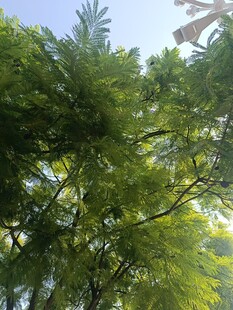 翠绿繁茂的树梢景象