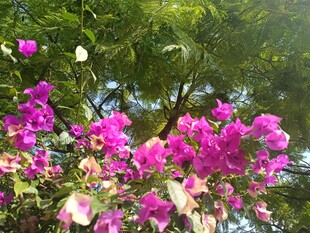 艳丽三角梅绽放枝头