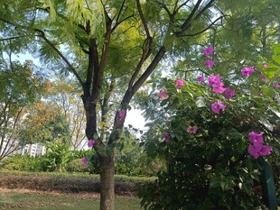 绿树繁花的美丽景致