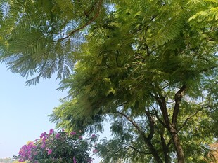 绿树繁花的自然景致