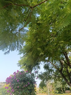 绿荫繁花下的自然景致