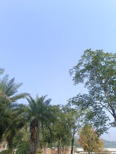 蓝天绿树风景宜人